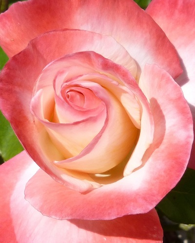 mosaic collection image