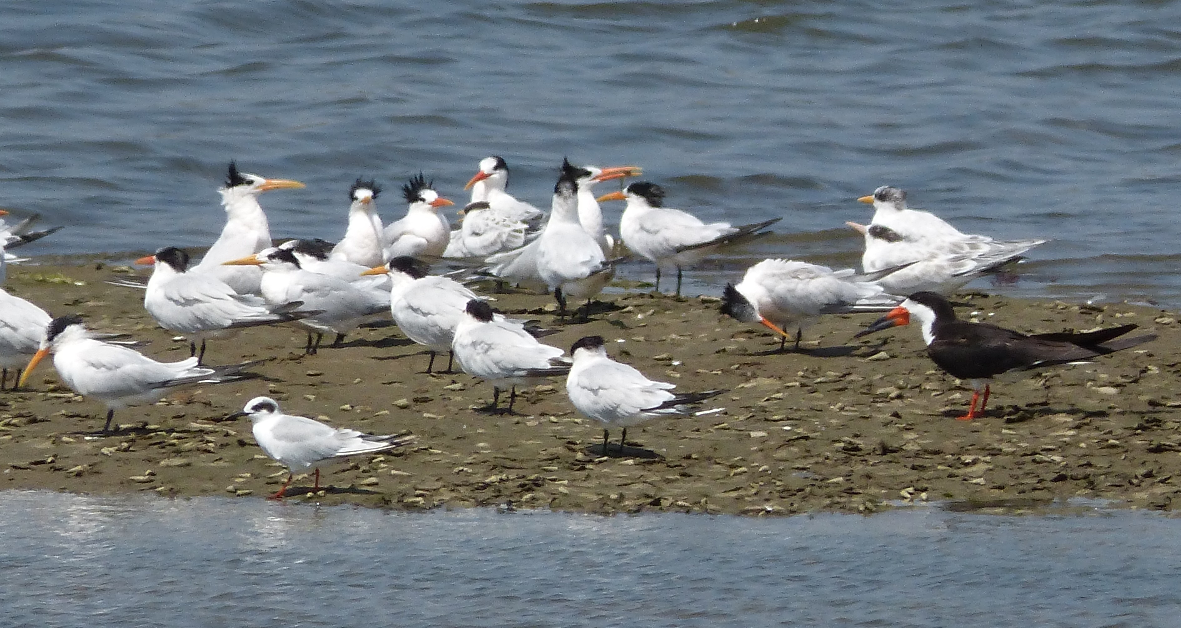 terns