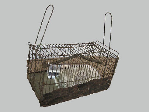 caged racoon