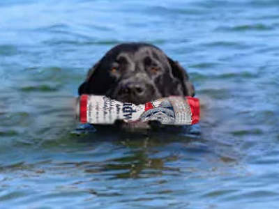 Charity (Dad's dog) swimming in the river with a can of beer in her mouth