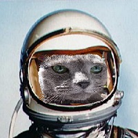 Kobe cat wearing an astronaut helmet